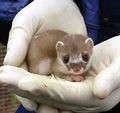 This stoat is about to be molested. Donate now at donate.rainn.org to stop this madness.