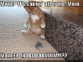 Funny-pictures-kitten-toy-mouse.jpg