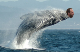 Jimbo Whales - whale.png