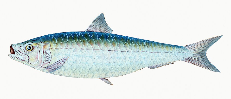 Illustration from The Natural History of British Fishes (1802) by Edward Donovan, digitally enhanced by rawpixel-com 62.jpg