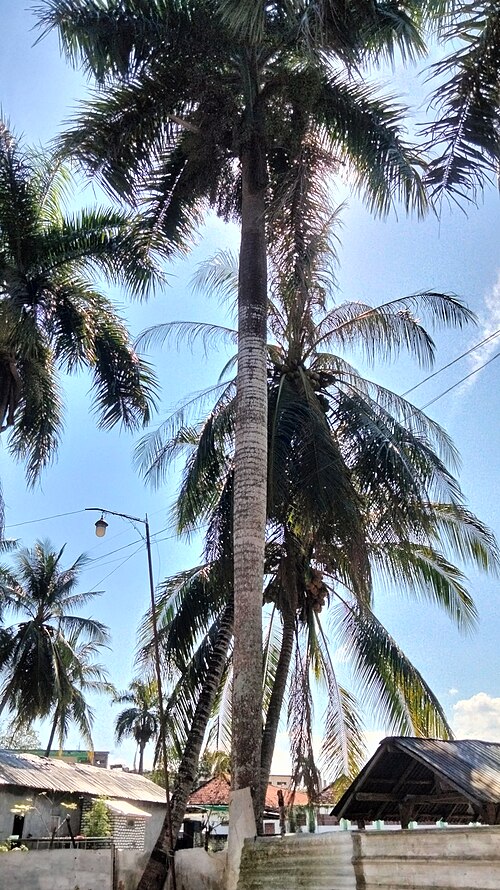 File:Arecaceae (Palm Tree).jpg