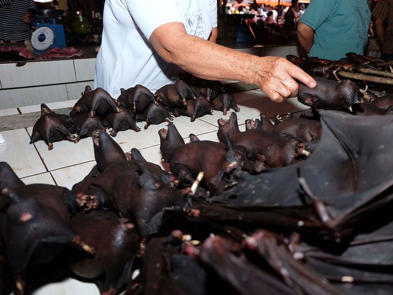 File:Bat meat market.jpeg
