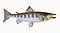 Illustration from The Natural History of British Fishes (1802) by Edward Donovan, digitally enhanced by rawpixel-com 76.jpg