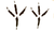 Birdprinttemp.png