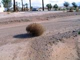 Tumbleweeds01.jpg