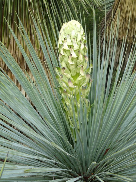 File:Yucca linearifolia - Jardin d'oiseaux tropicaux - DSC04873.JPG