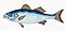 Illustration from The Natural History of British Fishes (1802) by Edward Donovan, digitally enhanced by rawpixel-com 38.jpg