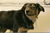 One of Pavlos dogs.jpg