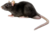 Rat PNG.png