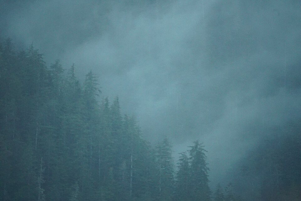 960px-Trees_in_fog%2C_Baranof_Island_coastal_rainforest_063.jpg