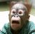 Apemonkey.jpg