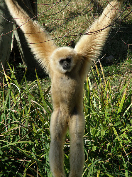 File:Gibbonarms2.jpeg