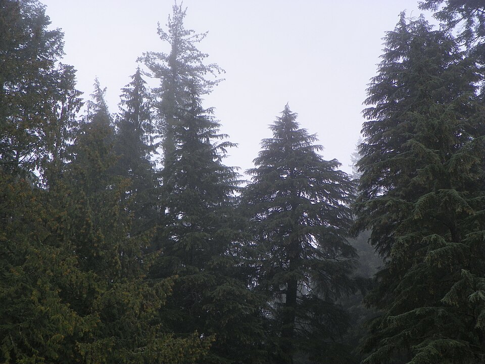 960px-Old_Growth_Western_Hemlock_Forest.jpg