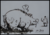 Pigslaughter02.png