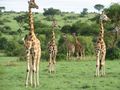 Giraffe lineup.JPG