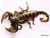 Realscorpion.jpg