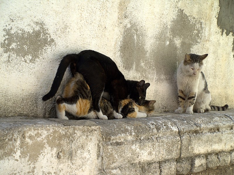 Cats having sex in Israel.jpg