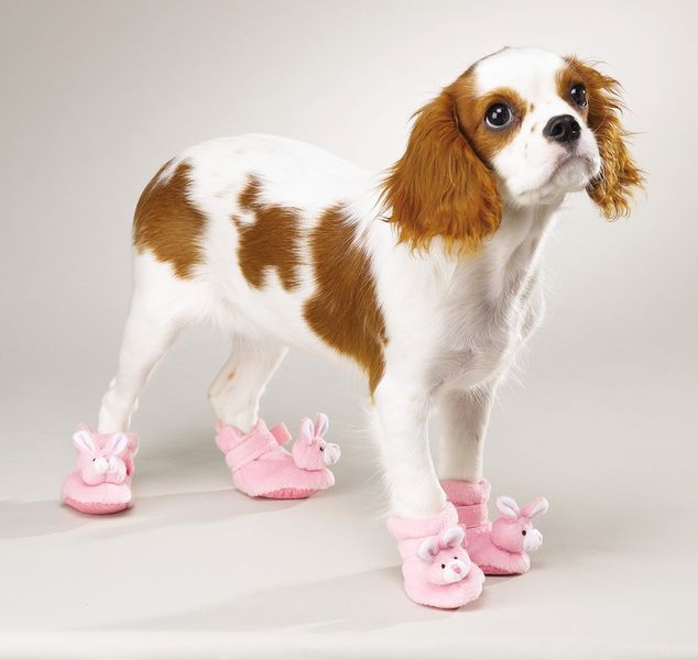 File:Dog-slippers.jpg