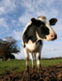 Soft focus cow.jpg