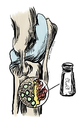 Illustration of the violent reaction of cartilage with common table salt