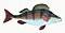 Illustration from The Natural History of British Fishes (1802) by Edward Donovan, digitally enhanced by rawpixel-com 47.jpg