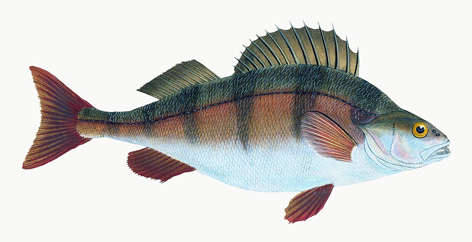 Illustration from The Natural History of British Fishes (1802) by Edward Donovan, digitally enhanced by rawpixel-com 47.jpg