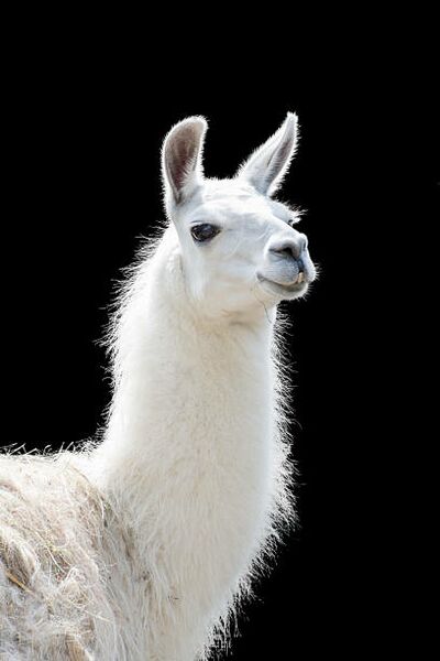 File:Llama White.jpg