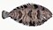 Illustration from The Natural History of British Fishes (1802) by Edward Donovan, digitally enhanced by rawpixel-com 107.jpg