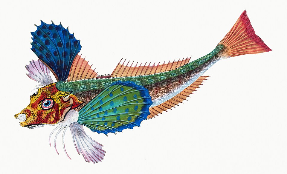 Illustration from The Natural History of British Fishes (1802) by Edward Donovan, digitally enhanced by rawpixel-com 1.jpg