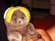 Kitty Lemon big.jpg