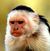 Ptmonkey1.jpg