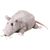 Hamster grey.jpg
