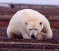 693px-Polar Bear.jpg