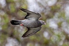 Feral pigeon in flight.jpg