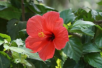 Hibiscus 00526.JPG