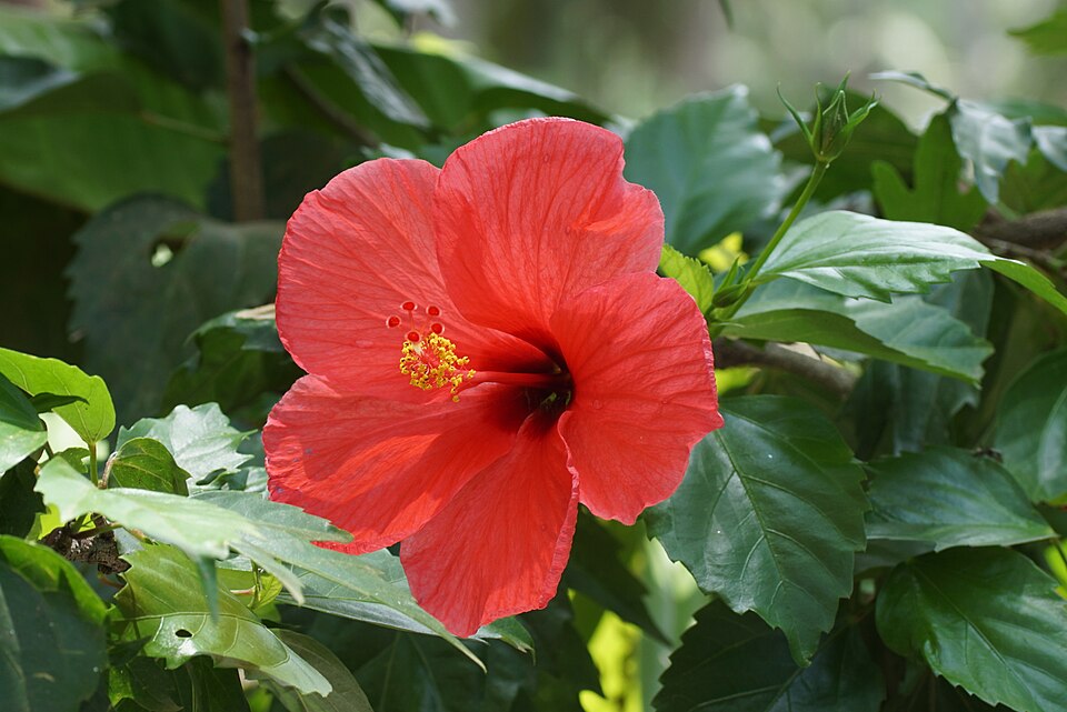 File:Hibiscus 00526.JPG