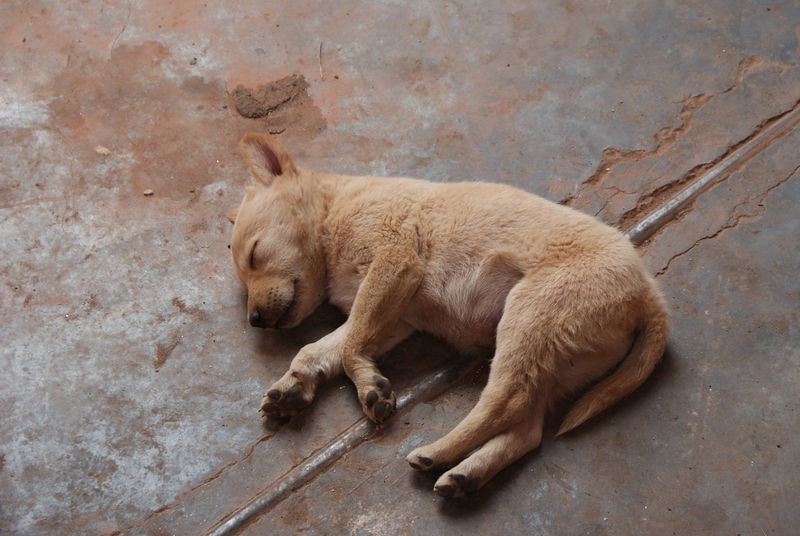File:Sleeping puppy.jpg