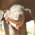 Smiling Elephant.jpg