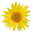 Tournesol.png