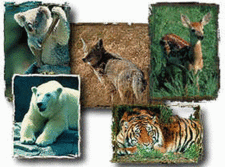 Two Rivers Wildlife Park - Uncyclopedia, the content-free encyclopedia
