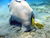 Dugong.jpg