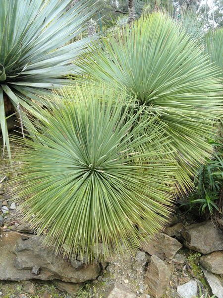 File:Yucca linearifolia - Jardin d'oiseaux tropicaux - DSC04883.JPG