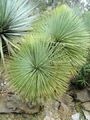 Yucca linearifolia - Jardin d'oiseaux tropicaux - DSC04883.JPG