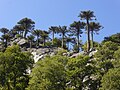 A Chilean hillside, not quite free of SLAPPALLAPPAs