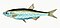Illustration from The Natural History of British Fishes (1802) by Edward Donovan, digitally enhanced by rawpixel-com 17.jpg