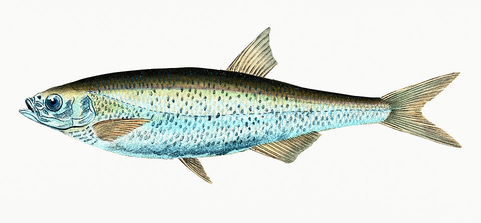 Illustration from The Natural History of British Fishes (1802) by Edward Donovan, digitally enhanced by rawpixel-com 17.jpg