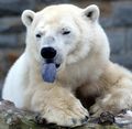 Polar-bear-tongue.jpg