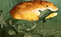 The common breadfish.