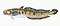 Illustration from The Natural History of British Fishes (1802) by Edward Donovan, digitally enhanced by rawpixel-com 82.jpg
