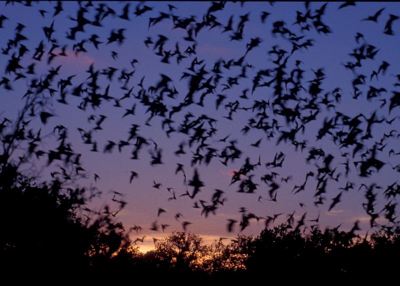 File:Mexican free tailed bats.jpg